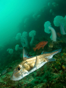 Spotted ratfish, Hydrolagus colliei