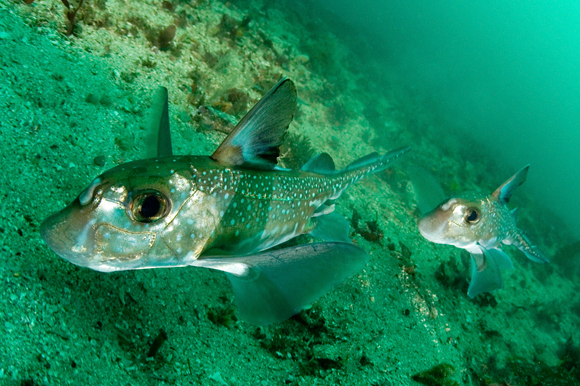 Spotted ratfish, Hydrolagus colliei