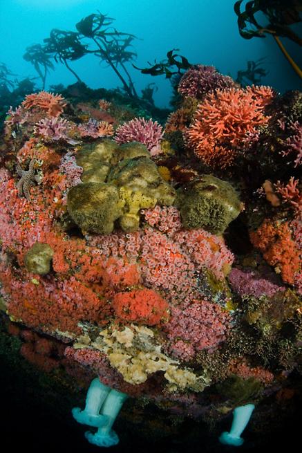 California hydrocoral, Stylaster californicus, Giant plumed anemone, Metridium farcimen, California hydrocoral, Stylaster californicus