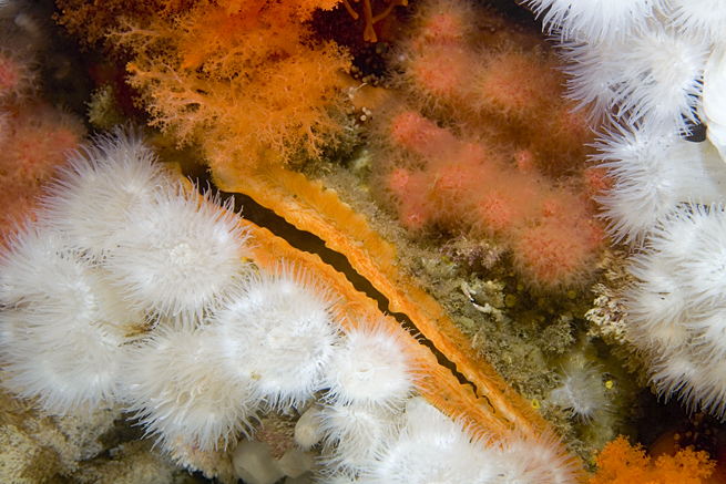 Sea strawberry, Gersemia rubiformis, Metridium senile, Metridium senile, Sea strawberry, Gersemia rubiformis