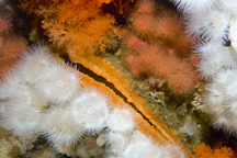 Rock scallop, Crassedoma giganteum, Metridium senile, Metridium senile, Sea strawberry, Gersemia rubiformis