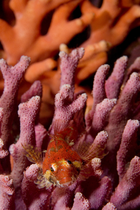 Scalyhead sculpin, Artedius harringtoni, California hydrocoral, Stylaster californicus