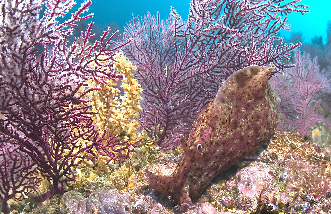 California sea hare, Aplysia californica, Purple gorgonian, Eugorgia rubens, Zoanthid anemone