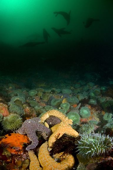 Giant green anemone, Anthopleura xanthogrammica, Giant green anemone, Anthopleura xanthogrammica, Ochre star, Pisaster ochraceus