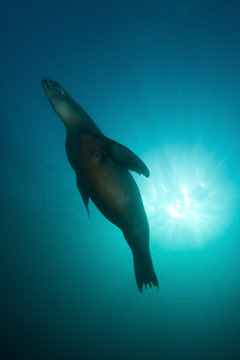 California sea lion, Zalophus californianus