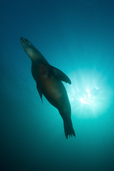 California sea lion, Zalophus californianus