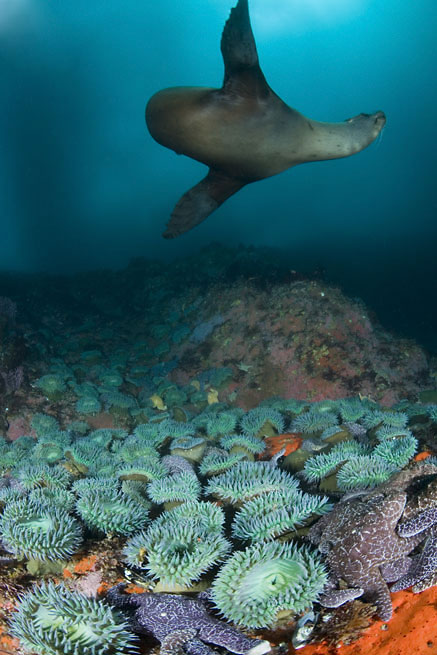 California sea lion, Zalophus californianus, Giant green anemone, Anthopleura xanthogrammica