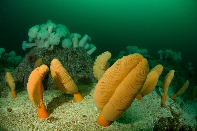 Fleshy sea pen, Ptilosarcus undulatus, Giant plumed anemone, Metridium farcimen