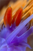 Spanish shawl, Flabellina iodinea