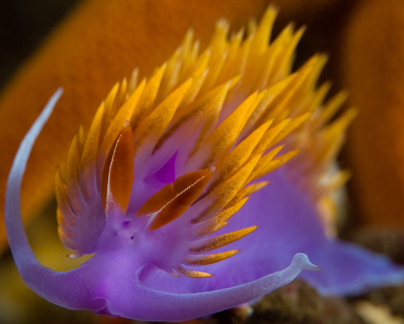 Spanish shawl, Flabellina iodinea, Blood star, Henricia leviuscula