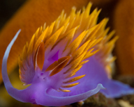 Spanish shawl, Flabellina iodinea, Blood star, Henricia leviuscula