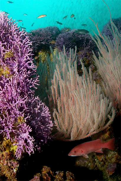 Red gorgonian, Lophogorgia chilensis, California hydrocoral, Stylaster californicus, Red gorgonian, Lophogorgia chilensis