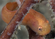 Showy snailfish, Liparis pulchellus