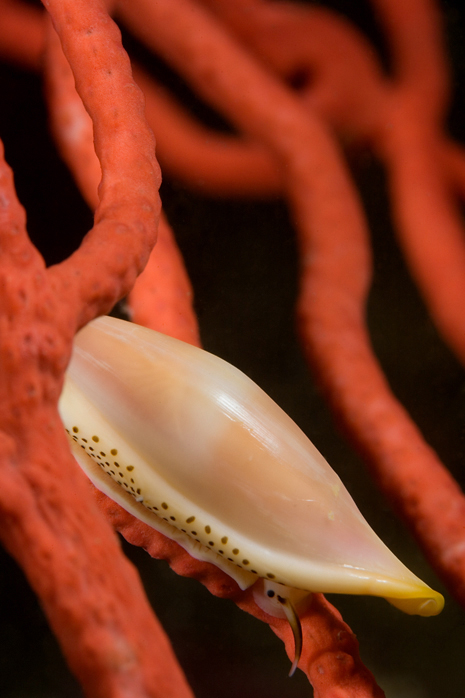 Simnia, Delonovolva aequalis, Red gorgonian, Lophogorgia chilensis