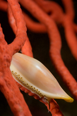 Simnia, Delonovolva aequalis, Red gorgonian, Lophogorgia chilensis