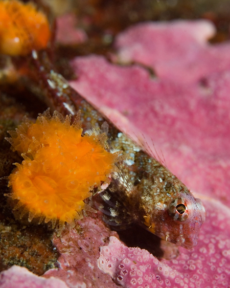 Snubnose sculpin, Orthonopias triacis