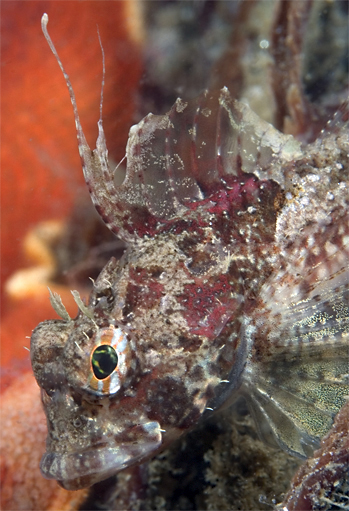 Spotfin sculpin, Icelinus tenuis