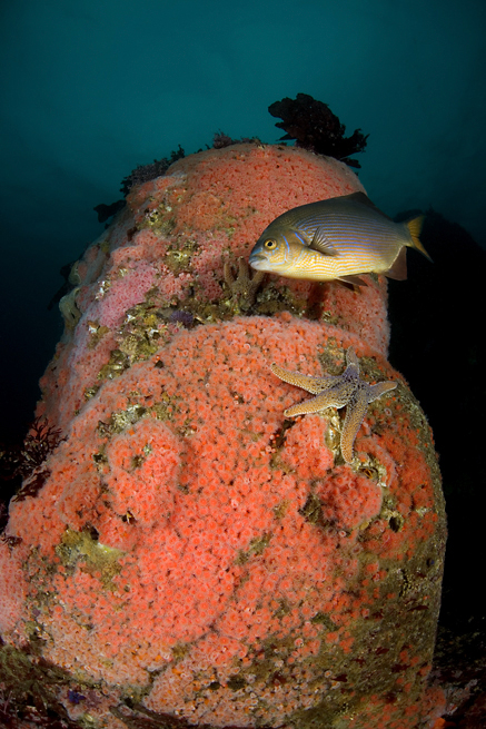 Club-tipped anemone, Corynactus californica, Club-tipped anemone, Corynactus californica