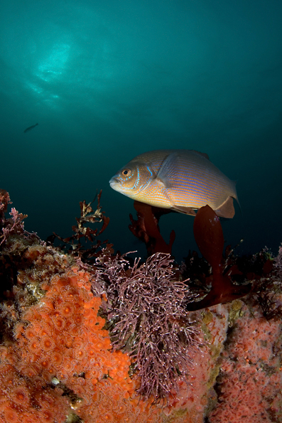 Club-tipped anemone, Corynactus californica, Club-tipped anemone, Corynactus californica