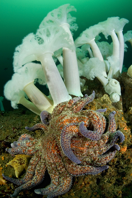 Sunflower star, Pycnopodia helianthoides, Sunflower star, Pycnopodia helianthoides