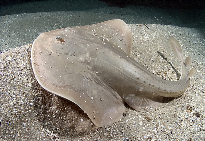 Thornback Ray, Platyrhinoidis triseriata