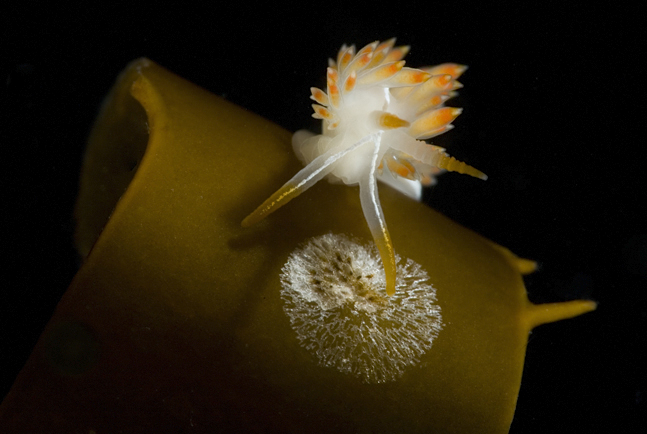 Three-lined aeolid, Flabellina trilineata, Giant kelp, Macrocystis sp.