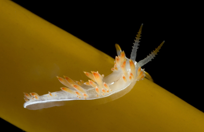 Three-lined aeolid, Flabellina trilineata, Giant kelp, Macrocystis sp.