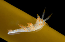 Three-lined aeolid, Flabellina trilineata, Giant kelp, Macrocystis sp.