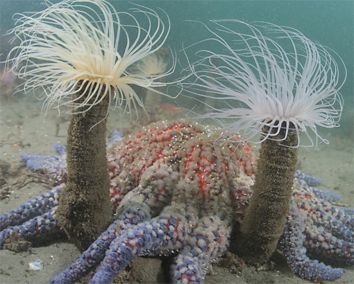 Sunflower star, Pycnopodia helianthoides, Tube anemone, Pachycerianthus fimbriatus