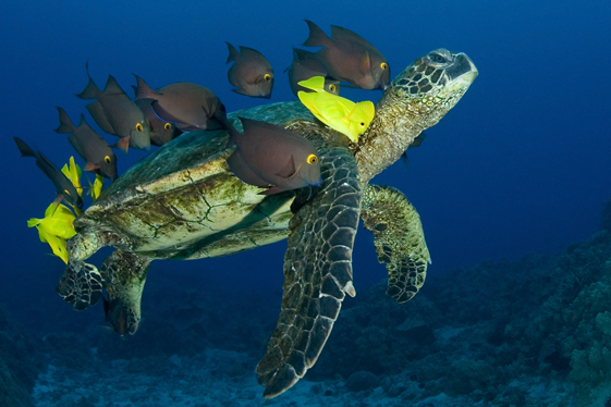 Green sea turtle, Chelonia mydas, Gold-ringed surgeonfish, Ctenochaetus strigosus, Yellow tang, Zebrasoma flavescens