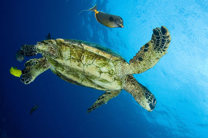 Green sea turtle, Chelonia mydas, Orangespine unicornfish, Naso lituratus