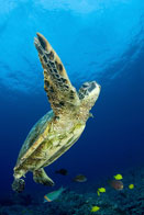 Green sea turtle, Chelonia mydas