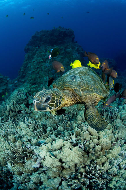 Green sea turtle, Chelonia mydas