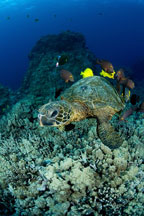 Green sea turtle, Chelonia mydas