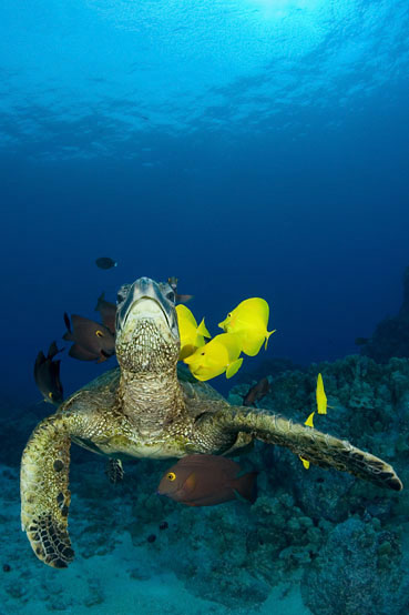 Green sea turtle, Chelonia mydas