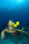 Green sea turtle, Chelonia mydas