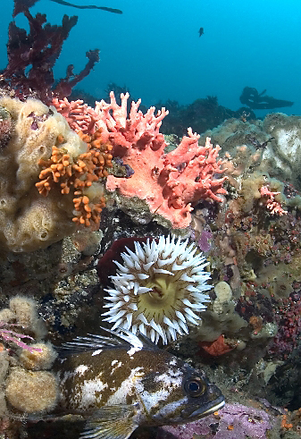 Fish-eating anemone, Urticina piscivora, Gopher rockfish, Sebastes carnatus, California hydrocoral, Stylaster californicus