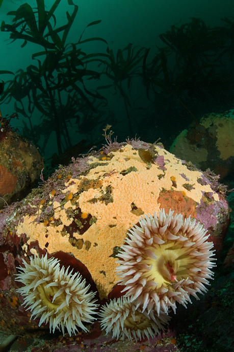 Fish-eating anemone, Urticina piscivora