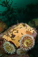 Fish-eating anemone, Urticina piscivora