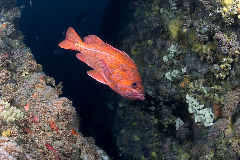 Vermilion rockfish, Sebastes miniatus, Zoanthid anemone