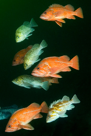 Kelp rockfish, Sebastes atrovirens, Kelp rockfish, Sebastes atrovirens, Copper rockfish, Sebastes caurinus