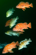 Vermilion rockfish, Sebastes miniatus, Kelp rockfish, Sebastes atrovirens, Copper rockfish, Sebastes caurinus