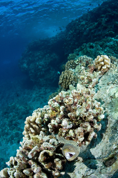 Whitemouth moray, Gymnothorax meleagris