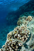 Whitemouth moray, Gymnothorax meleagris