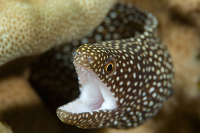 Whitemouth moray, Gymnothorax meleagris