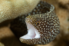 Whitemouth moray, Gymnothorax meleagris