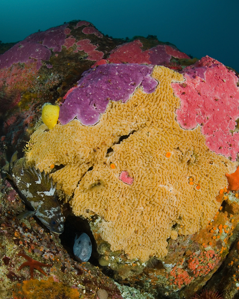 Encrusting hydrocoral, Stylantheca porphyra, Wolf eel, Anarrhichthys ocellatus, Gopher rockfish, Sebastes carnatus