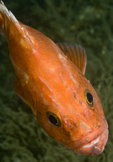 Yelloweye rockfish, Sebastes ruberrimus