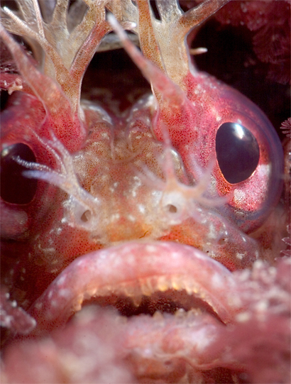 Yellowfin fringehead, Neoclinus stephensae