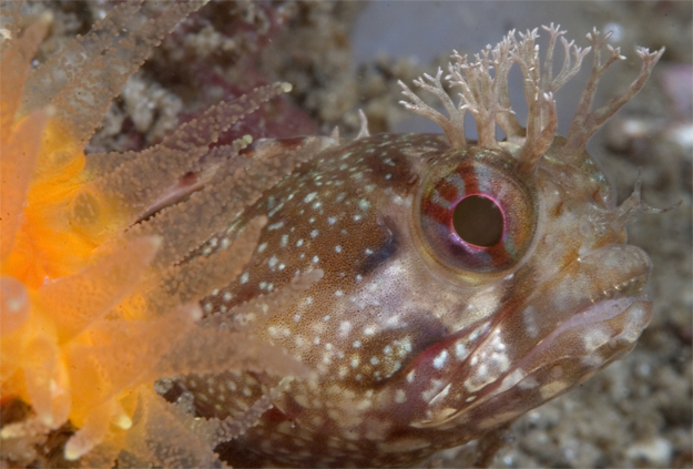 Yellowfin fringehead, Neoclinus stephensae, Orange cup coral, Balanophyllia elegans